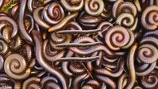 Massive Millipedes Hunting , Snails eating , Giant Millipedes, Giant Snails