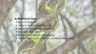 Giloy Farming in India | Low-Cost Medicinal Crop with High Demand         गिलोय (गुडूची) &ndash; इम्युनिटी