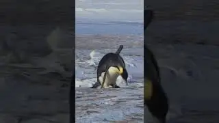 penguin funny moments #funnyvideo #funny