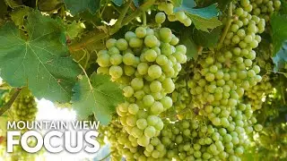 FOCUS on Estate Vineyards