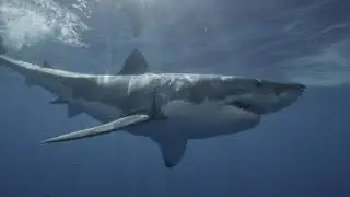 A story of an old sea dog || Overfishing, poaching and sustainable spearfishing in South Africa