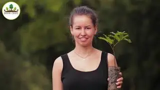 Green Action - Growing Trees for a Sustainable Future