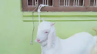 Gulabi Goat Farm ka signature color Pink Goat
