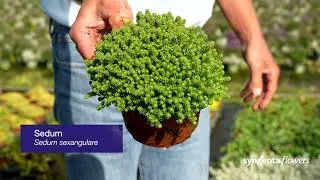 Sedum