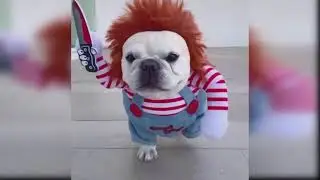 Dog Reaction to Playing Toy - Funny Dog Toy Reaction🐶Compilation( 😂