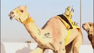 نوف : حمد سالم المري