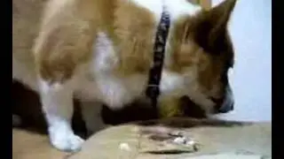 Goro@Welsh corgi 20061009 cake