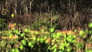 Reaper Outdoors Survive the Hunt - Pennsylvania Turkey Hunt