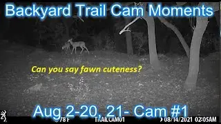 Backyard Trail Cam Moments  Episode 188