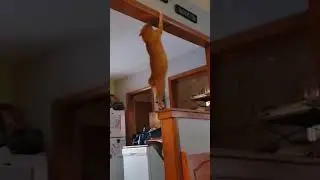 Cat Funnily Hangs From Ceiling While Swinging and Trying to Move - 1105189-2