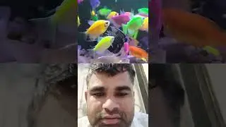 Do not fear failure but rather fear not trying#aquarium #fish #shorts