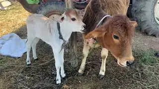 Makrant ki Masti Masti 😂aur Hamare Doston ki entry😂 #vikaspandeyvlog #vlog #cow #cowvideos #gaumata