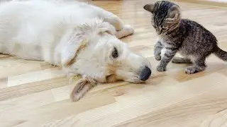 Poor Golden Retriever Attacked by Cute Tiny Kitten