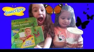 Nature Comes Alive! Our Caterpillars Have Arrived! Insect Lore