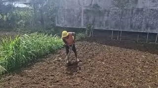 FARMERS' CREATIVE PROCESS IN CREATING LAND FOR PLANTING PEANUTS WITH BASIC TOOLS-Agriculture Farming