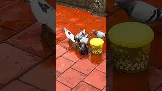 Обновление Karna pura для подписчиков ❤️&zwj;🔥🕊️✨💥 #panruti #pigeon