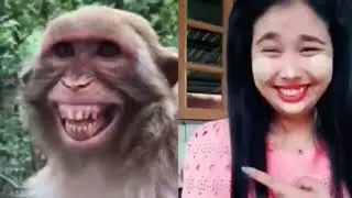 Troll Prank Dog Funny & fake Lion and Fake Tiger Prank To dog & Huge Box Prank to dog