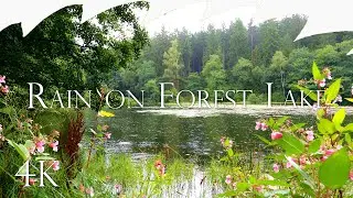 Rain on Forest Lake - Relaxing Rain Sounds No Music, Soothing 4K Nature, 6 Hours