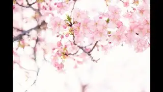 BSC 2011L Angiosperms
