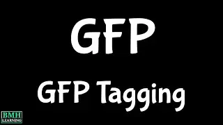 Green Fluorescent Protein | GFP Tagging | GFP Protein |