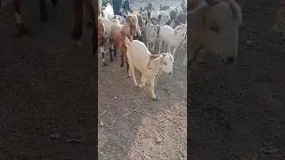 منظر جميل، الماعز في سيراثر يتحرك بين):#Goats #Herd #Sirathar #NatureScene القطيع