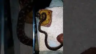 my pet snake fang❤️ 🐍