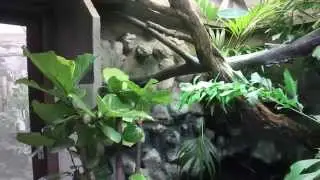 Varanus salvadorii pair in their new enclosure