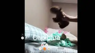 capibara volando