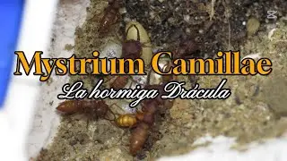 ¡La hormiga Drácula! 🦇🐜 ¿Mordida de 220km/h?