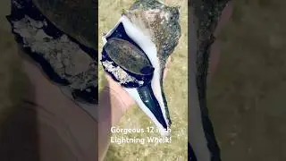 Huge Lightning Whelk Snail!