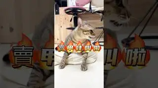 沒有對比沒有傷害 #貓咪小短篇