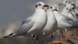 Wildlife Photography ||Migratory Seagull || Birds