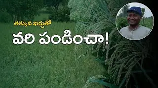 E434| కేవలం రూ .3600 తో వరి పండించా! | no weed in paddy | @GramaBazaar ​