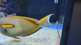 Yellow Banded Possum Wrasse with his, best buddy - Orange Shoulder Tang.
