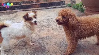 poodle dogs playing together cute - cute animals video