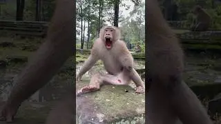 Handsome king monkey (Pongo) #shorts #youtubeshorts