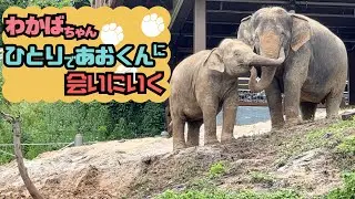 【ひとりであおくんに会いに行く♪】その時ゆずはママの低音ボイスが…🐘💨