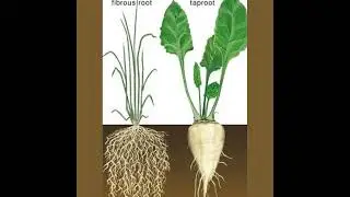 Difference Between Tap root and Fibrous Root