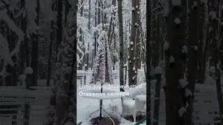 Brave hummingbird in snowstorm. Отважная калибри в снегопад. #калибри, #hummingbird, #recommended