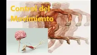 El control del movimiento, bases neurofisiologicas.  Vias directa e indirecta