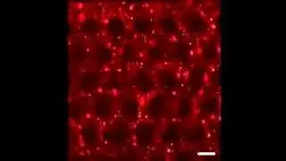 Bacterial floc mediated rapid streamer formation in creeping flows