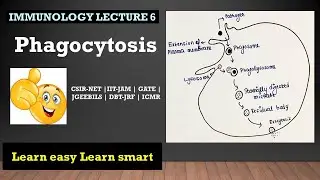 Phagocytosis| Innate immunity| Second line of defence