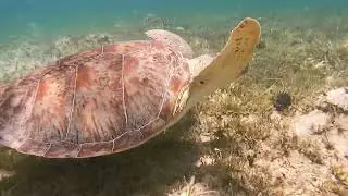 A Day at Water Island, USVI  8/21/2022