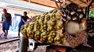Penemuan langka kayu joar penuh benjolan sepanjang 15 kaki yang indah di tempat penggergajian kayu