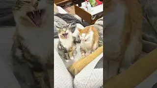 Copycat Twins: Perfectly Synchronized Cat Moves! 🐾😺 #funnycats #cutecat #shorts