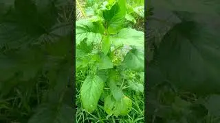 Philippine Local Spinach | Kulitis o Kalunay
