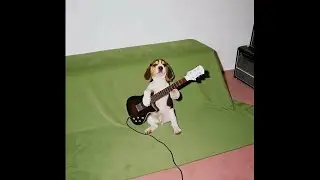 (free for profit) indie rock + bedroom pop type beat - joan's dog