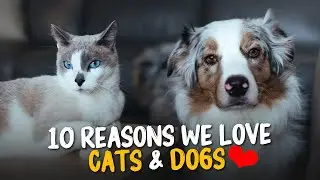 Top 10 Reasons Why We Love Cats And Dogs