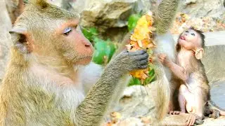 OMG Poor baby monkey very hungry it try to look his mom eating mango why Big monkey not share to it