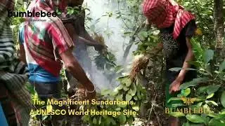 Bumblebee Forest Honey: The Untold Journey Into the Deep Sundarbans (170 km Inside the Wild!)